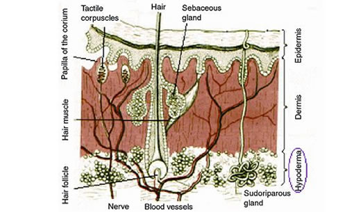 struktura kože in nastanek celulita